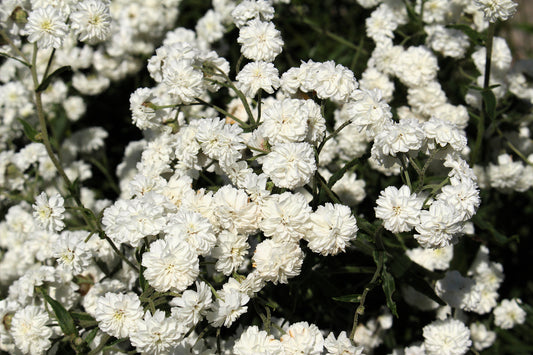 Pearl Yarrow Flower Seeds for Planting – Heirloom Non-GMO Garden Seeds