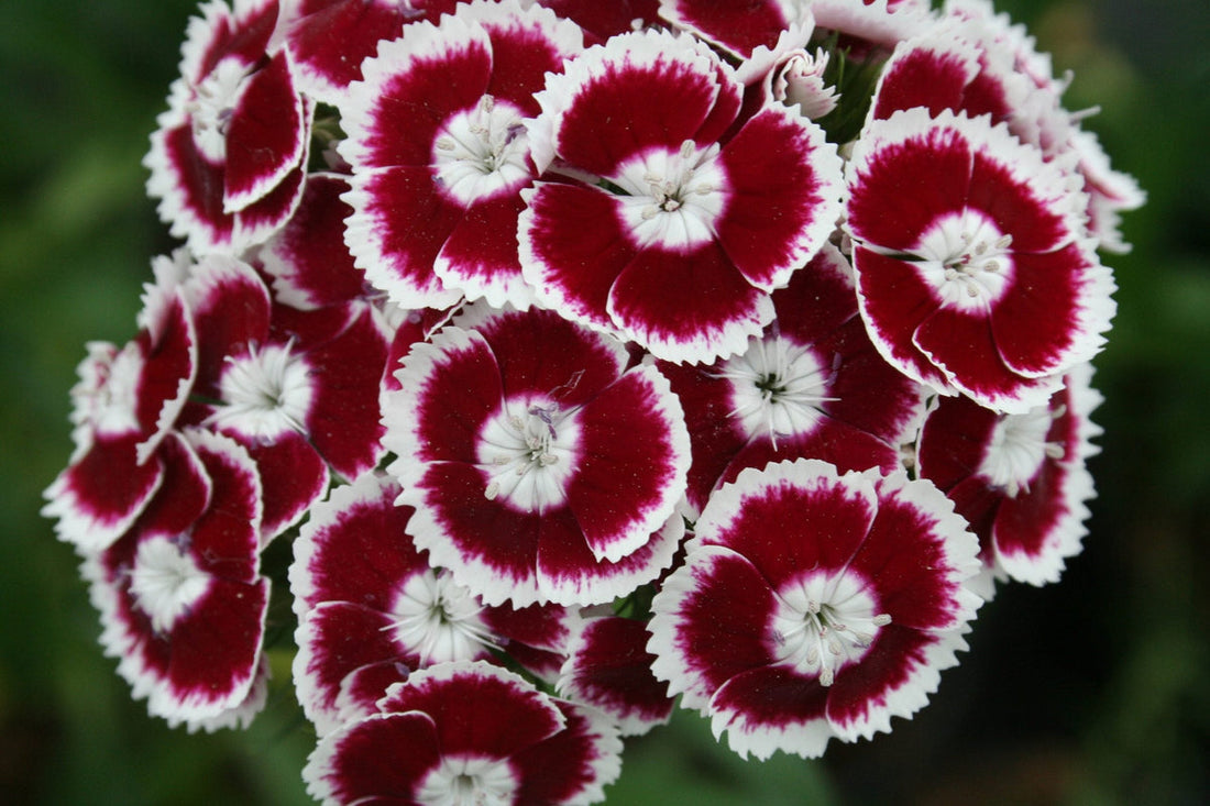 Dianthus Barbatus flower seeds