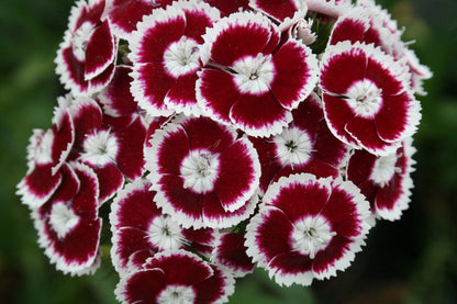 Dianthus Barbatus flower seeds