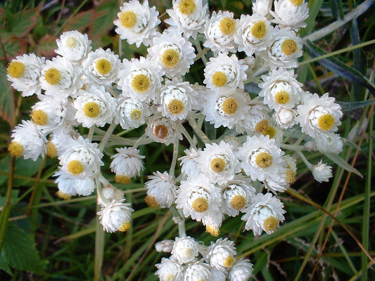 Pearly Everlasting Flower Seeds for Planting – Heirloom Non-GMO Garden Seeds