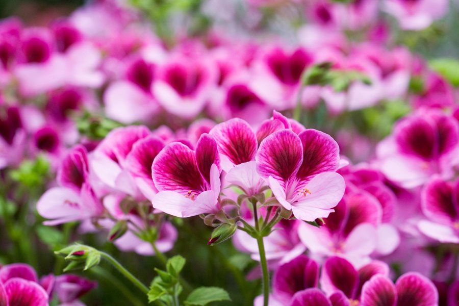 Queling Geranium flower seeds