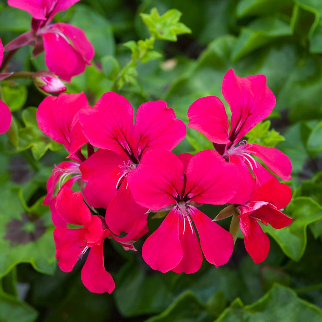 Pelargonium flower seeds