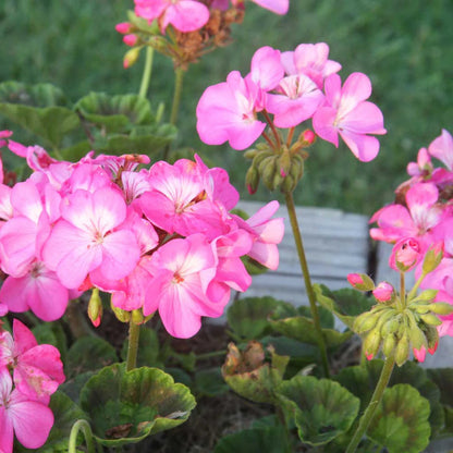 Mixed Pelargonium Perennial Flower Seeds for Planting