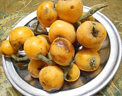 Peluche loquat fruit seeds for planting and growing an evergreen loquat fruit tree in a home garden.