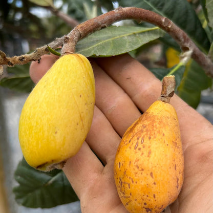 Peluche loquat fruit seeds for planting and growing an evergreen loquat fruit tree in a home garden.