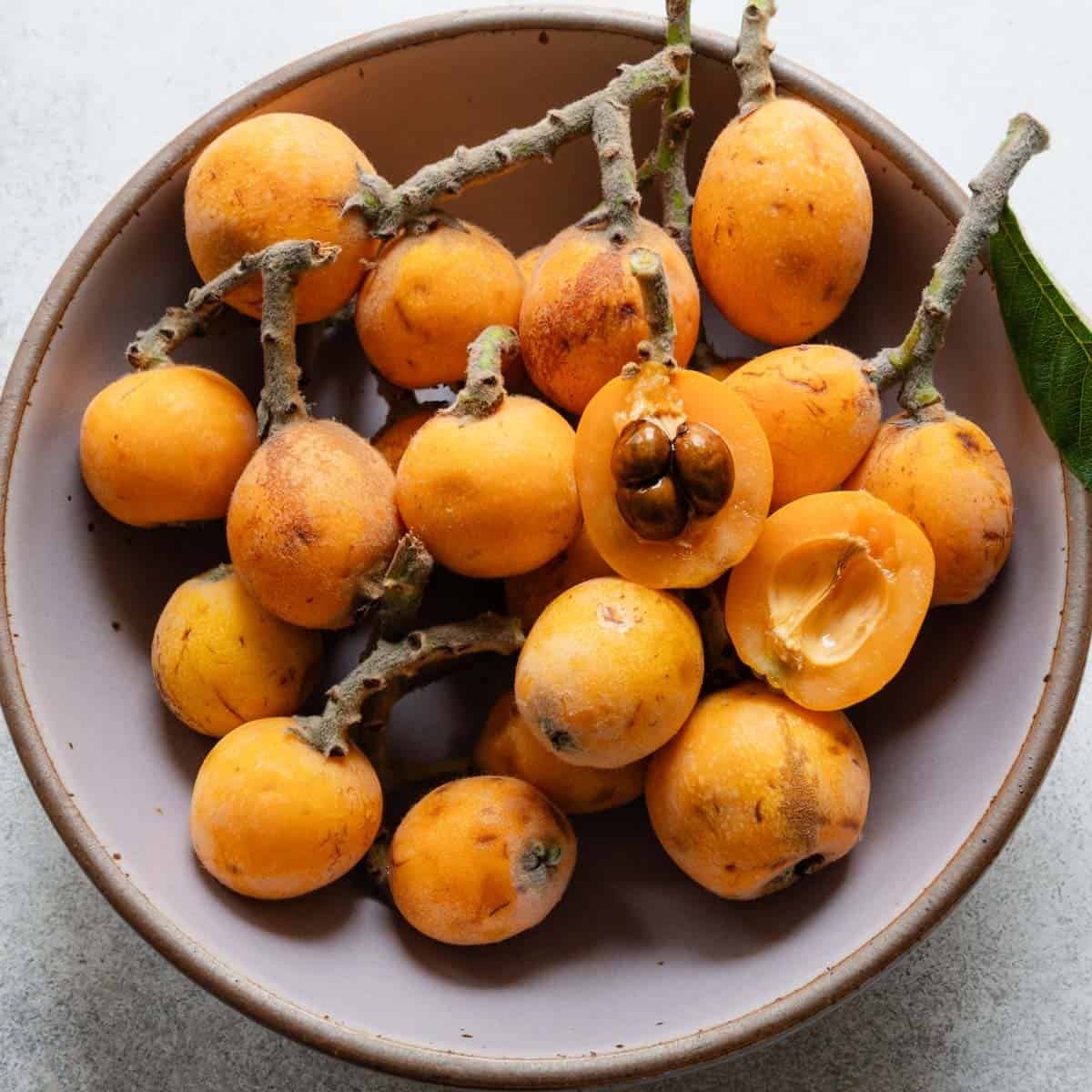 Peluche loquat fruit seeds for planting and growing an evergreen loquat fruit tree in a home garden.