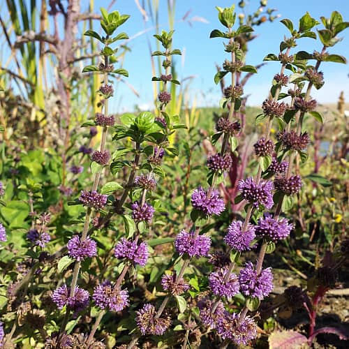 Violet Pennyroyal flower seeds