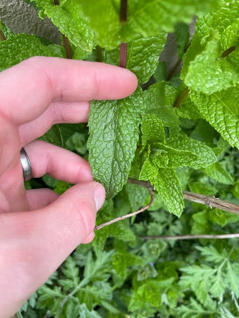 Pennyroyal mint herb plant with small green aromatic leaves, creeping stems, and delicate lavender-purple flowers growing in a garden.