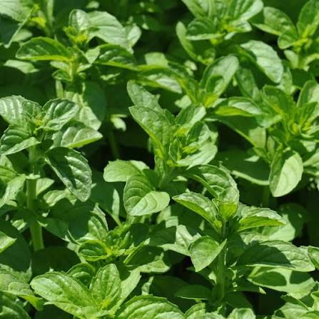 Pennyroyal mint herb plant with small green aromatic leaves, creeping stems, and delicate lavender-purple flowers growing in a garden.