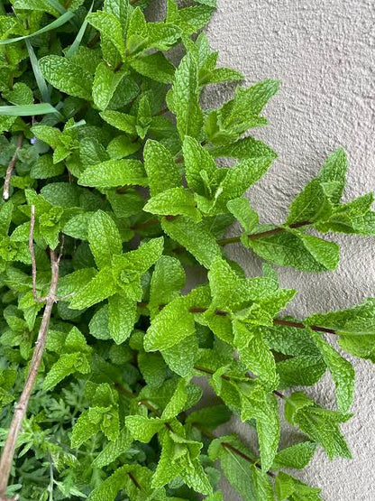 Pennyroyal mint herb plant with small green aromatic leaves, creeping stems, and delicate lavender-purple flowers growing in a garden.