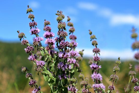 Pennyroyal Mint Herb Seeds for Planting – Heirloom Non-GMO Garden Seeds