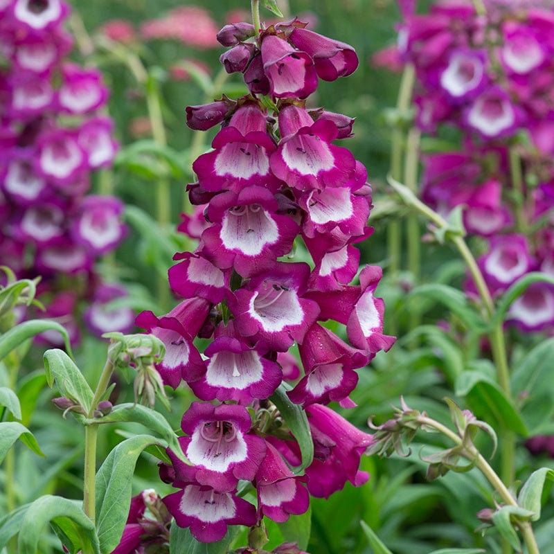 Violet Penstemon Flower Seeds for Planting – Heirloom Non-GMO Garden Seeds