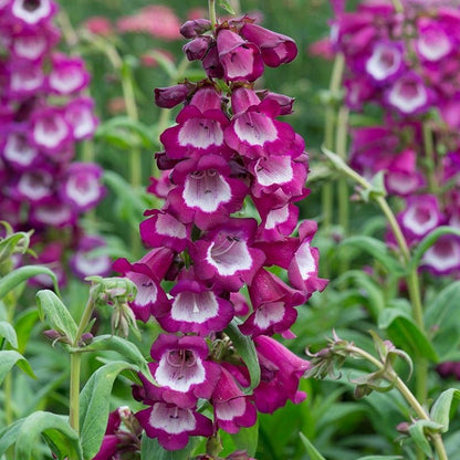 Violet Penstemon Flower Seeds for Planting – Heirloom Non-GMO Garden Seeds