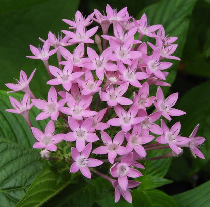 Pentas Lanceolata flower seeds