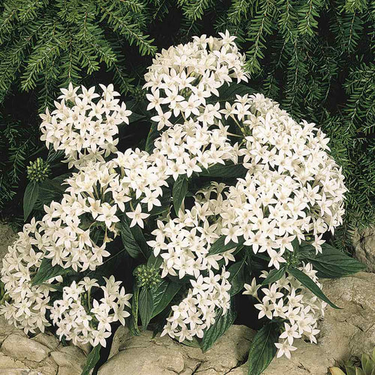 White Pentas flower seeds
