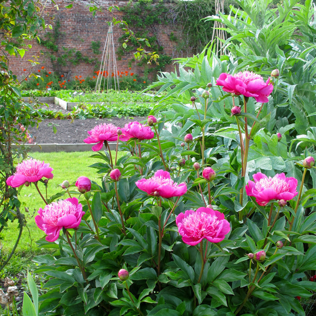 Pink Paeonia flower seeds