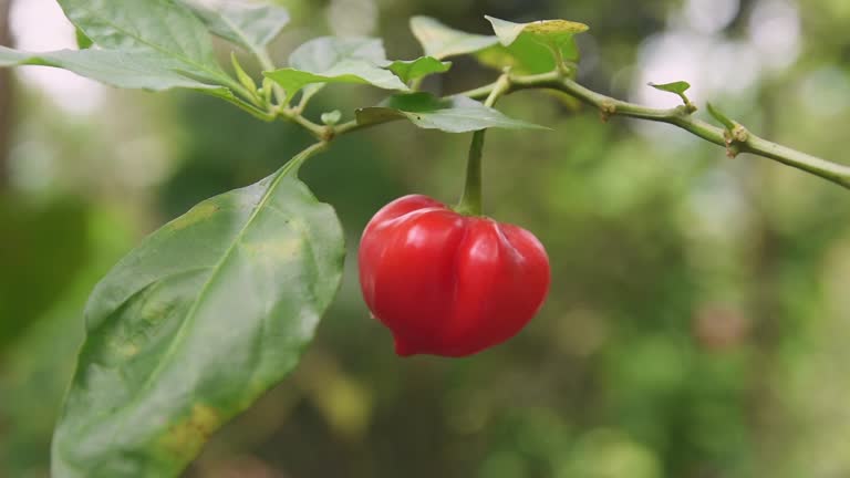 Pepo fruit seeds for planting in a home garden, with seed and fruit details to be confirmed for the exact variety.