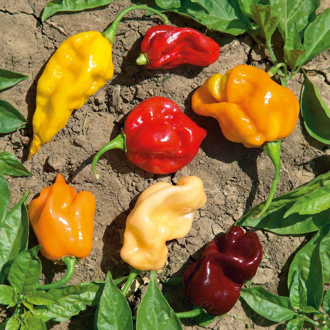Mixed Habanero Pepper Seeds