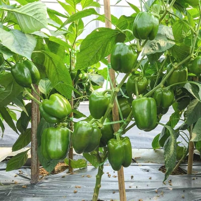 Pepper Seeds for Planting – Heirloom Non-GMO Garden Seeds