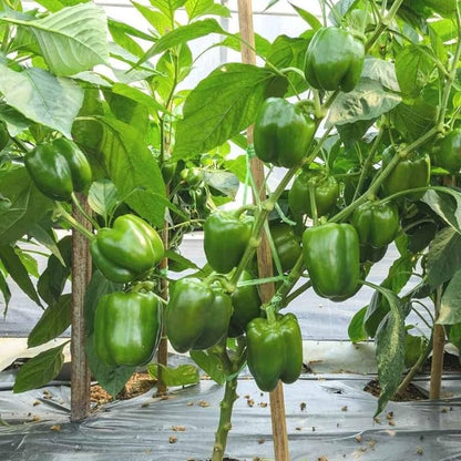 Pepper Seeds for Planting – Heirloom Non-GMO Garden Seeds