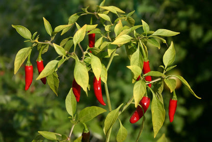 Hot Pepper Vegetable Seeds for Planting – Heirloom Non-GMO Garden Seeds