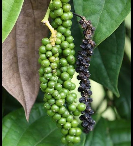 Black Pepper Herb Seeds for Planting – Piper nigrum pepper vine seeds for home gardens