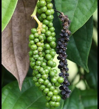 Black Pepper Herb Seeds for Planting – Piper nigrum pepper vine seeds for home gardens