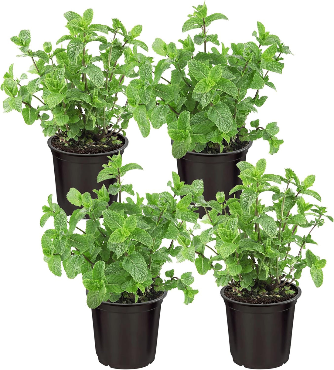 Peppermint Herb Seeds