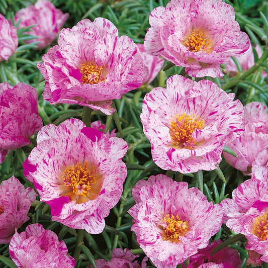 Sundial Peppermint flower seeds