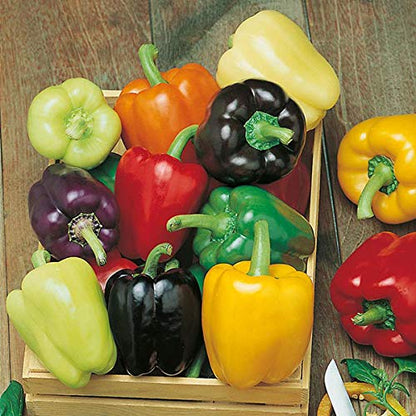 Mixed Pepper Seeds for Planting – Heirloom Non-GMO Garden Seeds
