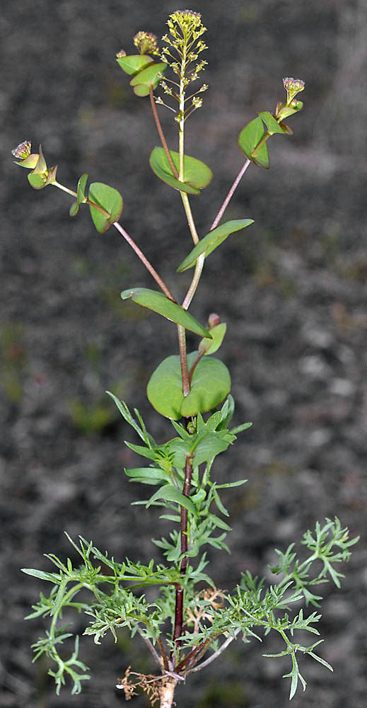 Pepperweed herb plant with green foliage, white flowers, and mature seedpods