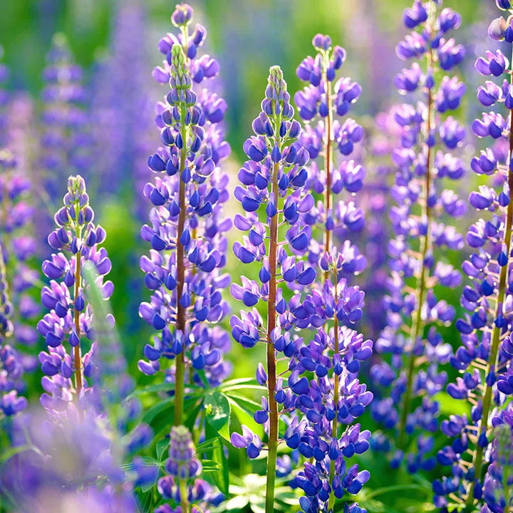 Blue Lupine flower seeds