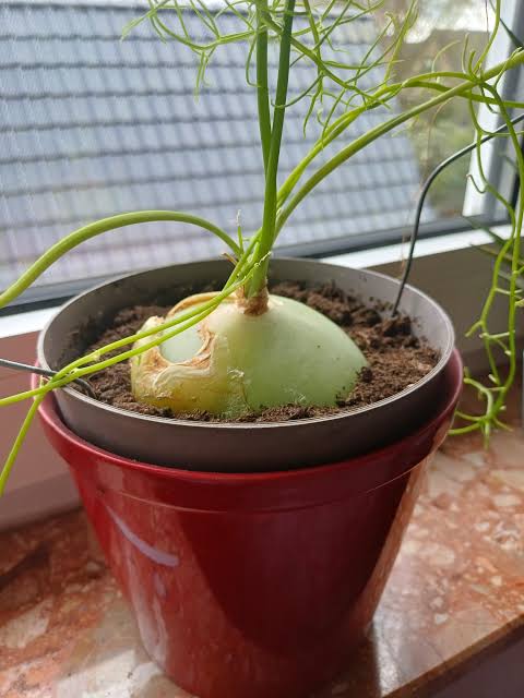 Climbing Onion Vegetable with aerial bulbils growing on tall green onion stalks