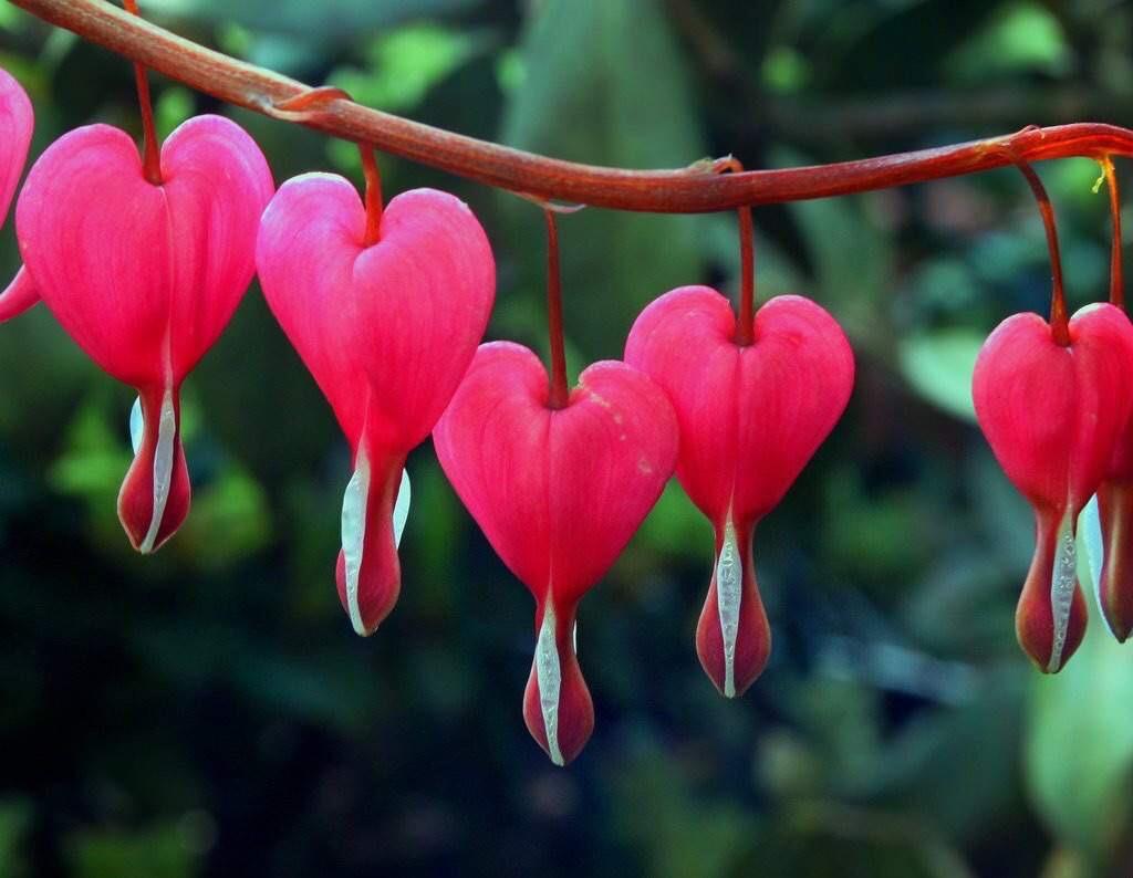 Pink Heart flower seeds