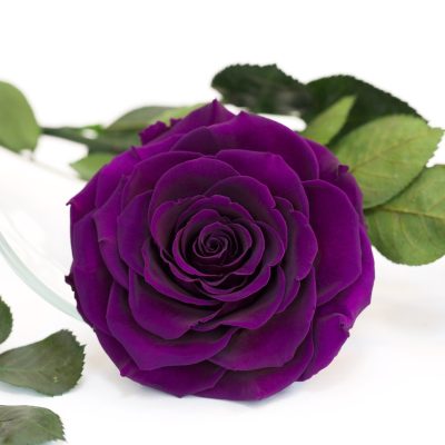 Dark Violet flower seeds