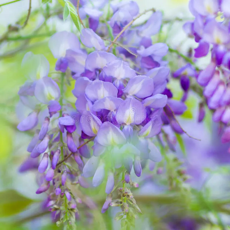 Violet Acacia flower seeds