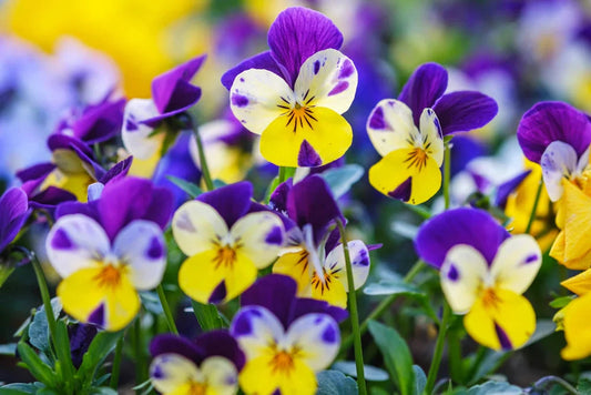 Violet flower seeds