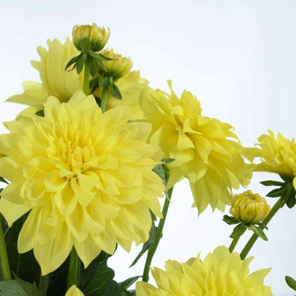 Yellow Two flower seeds