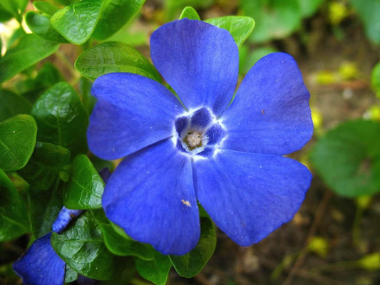 Vinca Minor flower seeds