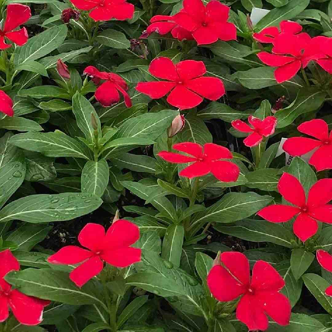 Red Periwinkle flower seeds