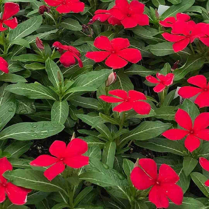 Red Periwinkle flower seeds