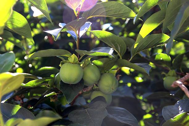 Caqui fruit seeds for planting, representing the persimmon fruit tree with green foliage and orange ripe fruits in a home garden.