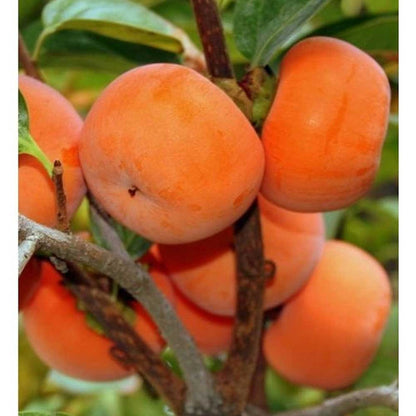 Japanese Persimmon Seeds for Planting – Diospyros kaki Tree Seeds