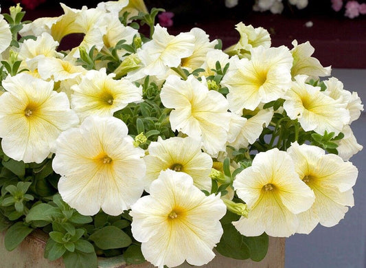 Light Yellow flower seeds