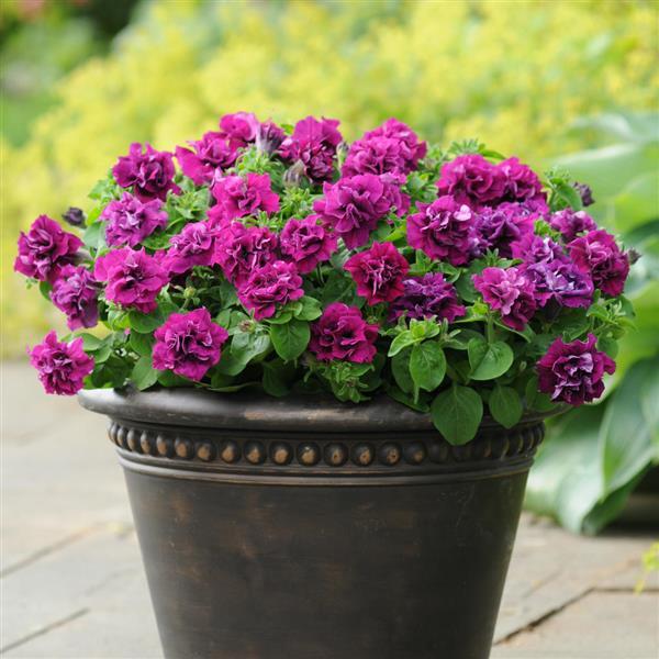 Double Petunia flower seeds
