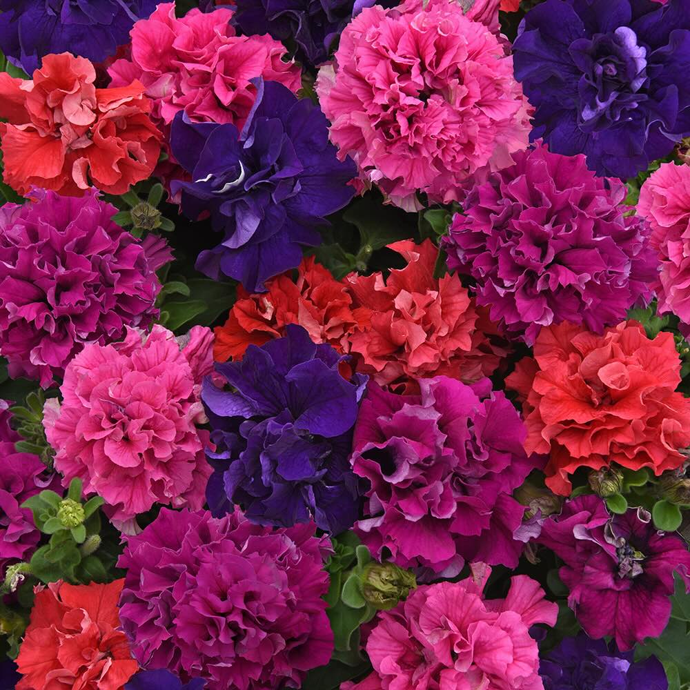 Double Pelleted flower seeds