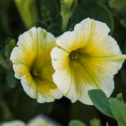Yellow and White Petunia Flower Seeds for Planting – Heirloom Non-GMO Garden Seeds
