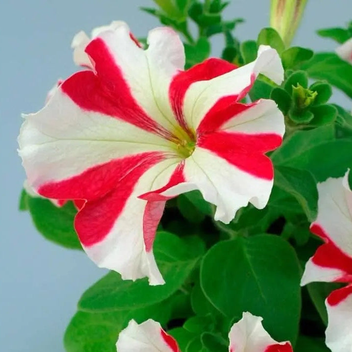 & White Petunia plant