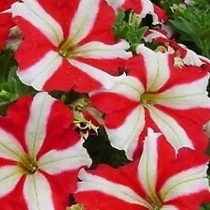& White Petunia plant