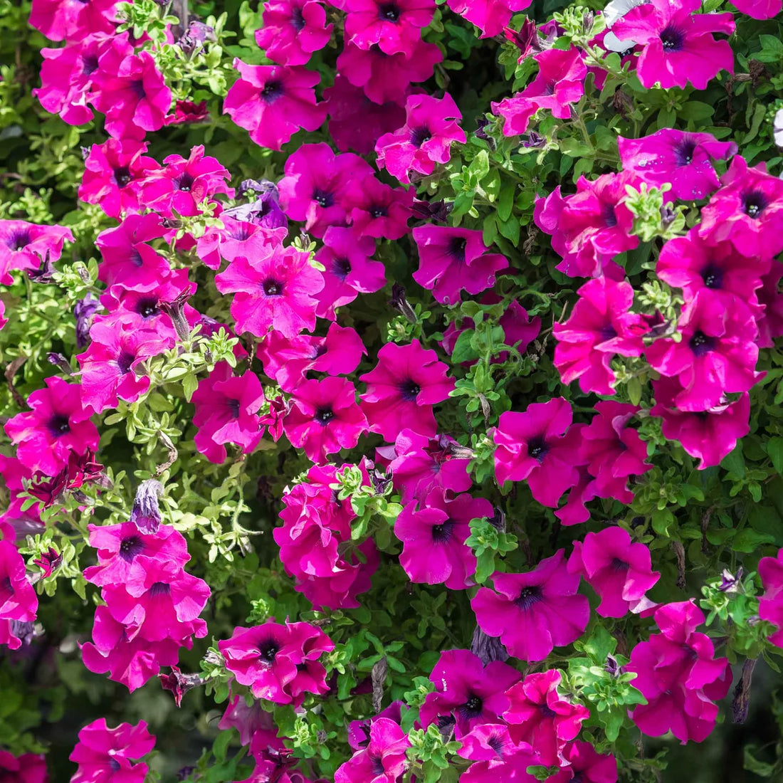 Rose Of flower seeds